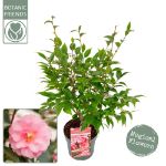Image de Camellia jap. 'Spring Festival'
