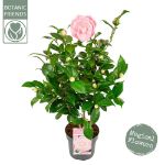 Image de Camellia jap. 'Nuccio's Cameo'