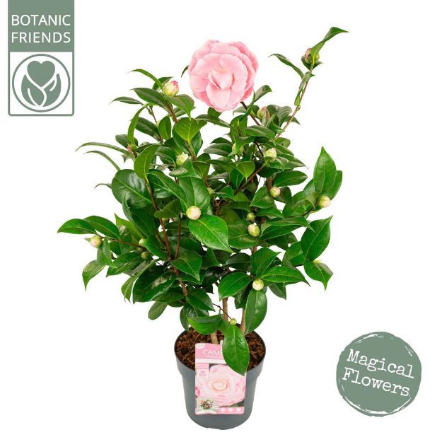Image de Camellia jap. 'Nuccio's Cameo'