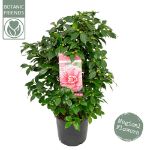Image de Camellia jap. 'Bonomiana'