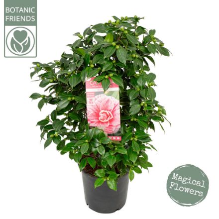 Agrandir l'image de Camellia jap. 'Bonomiana' Image de Camellia jap. 'Bonomiana'