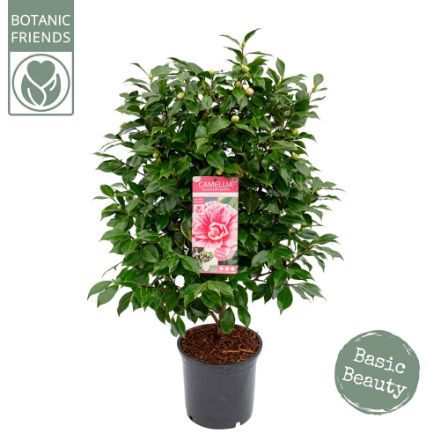 Agrandir l'image de Camellia jap. 'Bonomiana' Image de Camellia jap. 'Bonomiana'