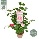Image de Camellia jap. 'Bonomiana'