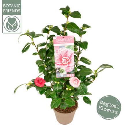 Agrandir l'image de Camellia jap. 'Bonomiana' Image de Camellia jap. 'Bonomiana'