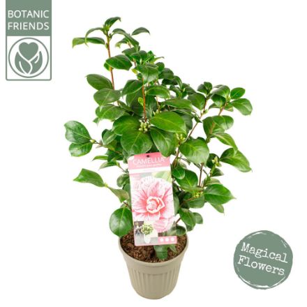 Agrandir l'image de Camellia jap. 'Bonomiana' Image de Camellia jap. 'Bonomiana'