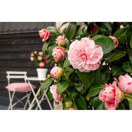 Agrandir l'image de Camellia jap. 'Bonomiana' Image de Camellia jap. 'Bonomiana'