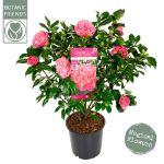 Image de Camellia jap. 'Marie Bracey'