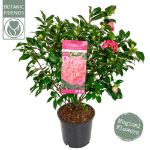 Image de Camellia jap. 'Marie Bracey'