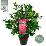 Image de Camellia jap. 'Marie Bracey'