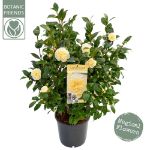 Image de Camellia wil. 'Jury's Yellow'