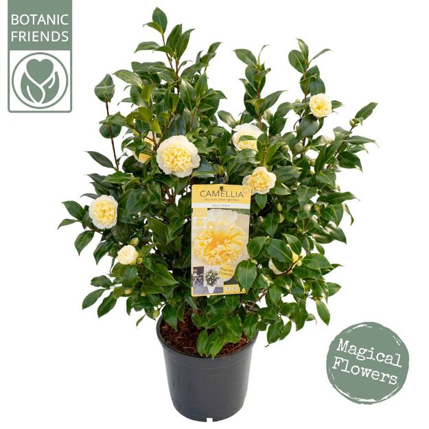 Image de Camellia wil. 'Jury's Yellow'