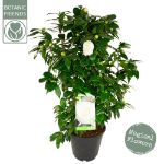 Image de Camellia jap. 'Matterhorn'
