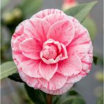 Image de Camellia jap. 'Bonomiana'