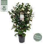Image de Camellia jap. 'Centifolia Alba'