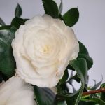 Image de Camellia jap. 'Centifolia Alba'