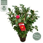 Image de Camellia jap. 'Dr. King'