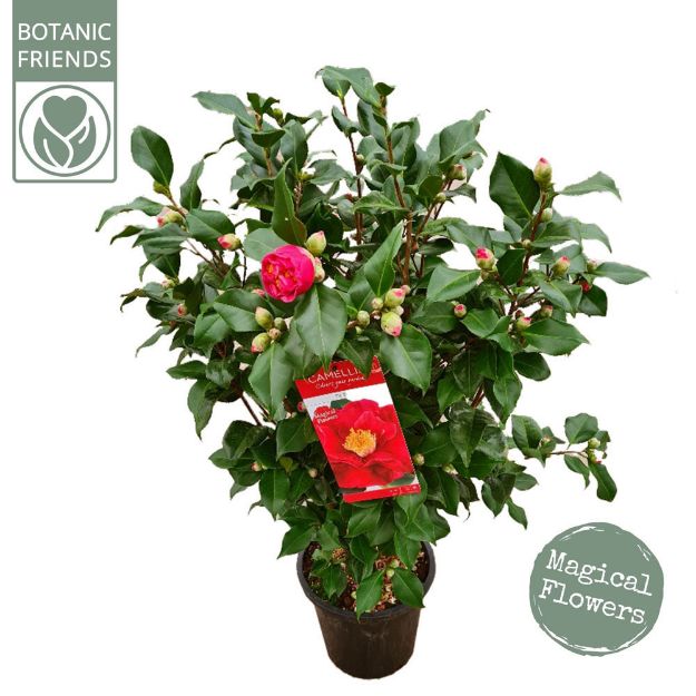 Image de Camellia jap. 'Dr. King'