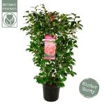 Image de Camellia jap. 'Marie Bracey'