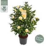 Image de Camellia wil. 'Jury's Yellow'