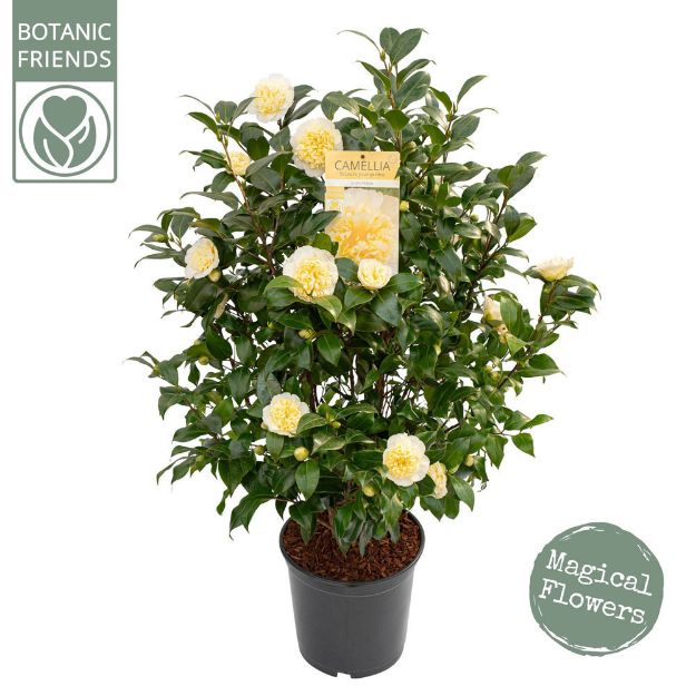 Image de Camellia wil. 'Jury's Yellow'