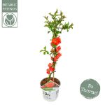 Image de Chaenomeles spec. 'Orange Storm' (PBR)