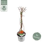 Image de Chaenomeles spec. 'Orange Storm' (PBR)
