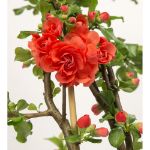 Image de Chaenomeles spec. 'Orange Storm' (PBR)