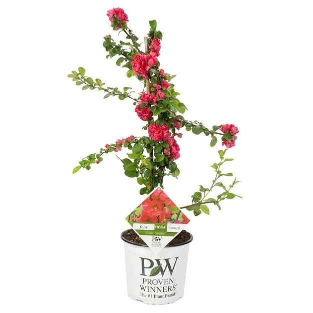 Image de Chaenomeles spec. 'Pink Storm' (PBR)