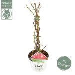 Image de Chaenomeles spec. 'Pink Storm' (PBR)