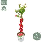 Image de Chaenomeles spec. 'Scarlet Storm' (PBR)