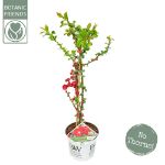 Image de Chaenomeles spec. 'Scarlet Storm' (PBR)