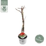 Image de Chaenomeles spec. 'Scarlet Storm' (PBR)