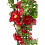 Image de Chaenomeles spec. 'Scarlet Storm' (PBR)