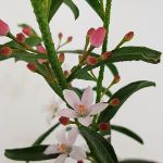 Image de Eriostemon my. 'Flower Girl Pink' (PBR)