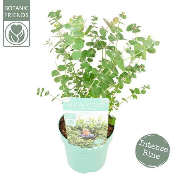 Image de Eucalyptus pulverulenta ‘Baby Blue’