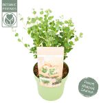 Image de Eucalyptus websteriana ‘Botanic Hearts’