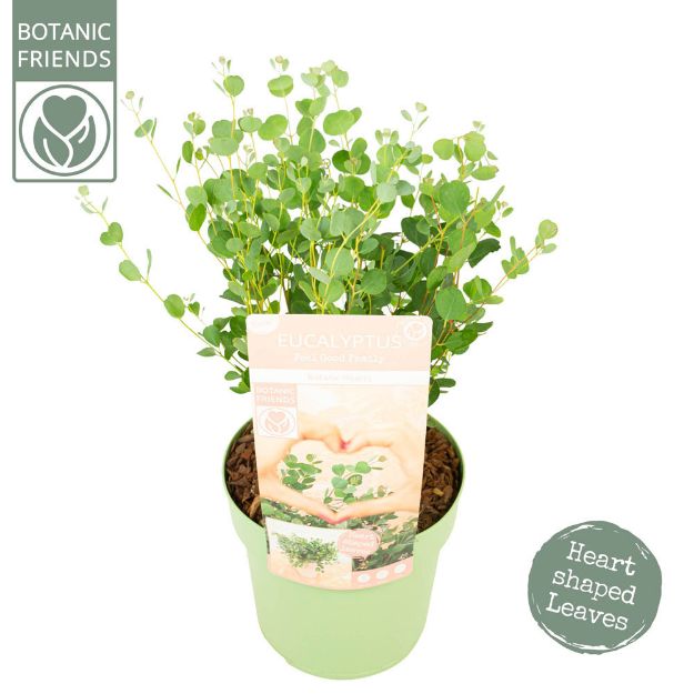 Image de Eucalyptus websteriana ‘Botanic Hearts’