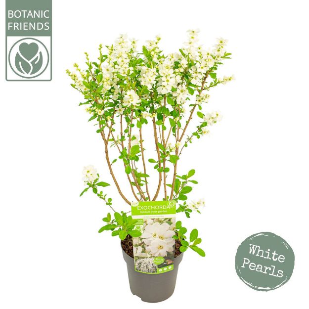 Image de Exochorda mac. 'Magical Springtime' (PBR)