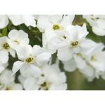 Image de Exochorda mac. 'Magical Springtime' (PBR)