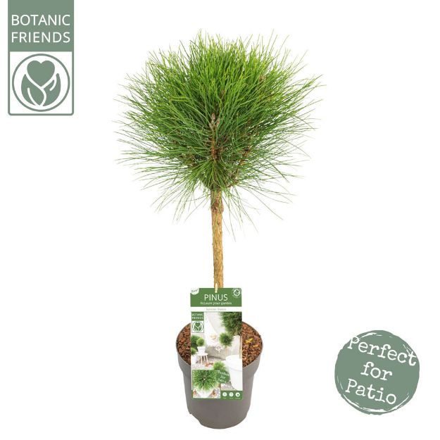 Image de Pinus nigra 'Summer Breeze'