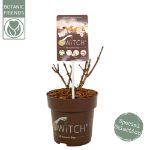 Image de Hydrangea pan. (S)witch® 'Ophelia' (PBR)