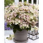 Image de Hydrangea pan. (S)witch® 'Ophelia' (PBR)