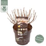 Image de Hydrangea pan. (S)witch® 'Ophelia' (PBR)