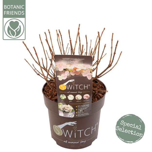 Image de Hydrangea pan. (S)witch® 'Ophelia' (PBR)