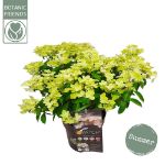 Image de Hydrangea pan. (S)witch® 'Ophelia' (PBR)