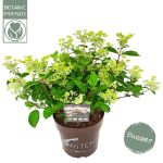 Image de Hydrangea pan. (S)witch® 'Ophelia' (PBR)