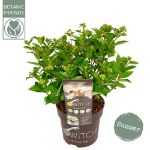 Image de Hydrangea pan. (S)witch® 'Ophelia' (PBR)