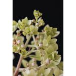 Image de Hydrangea pan. 'Magical Andes' (PBR)