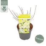 Image de Hydrangea pan. 'Magical Lime Sparkle' (PBR)