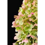 Image de Hydrangea pan. 'Magical Matterhorn' (PBR)